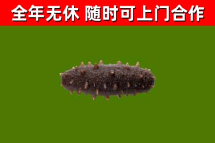 平凉回收海参干